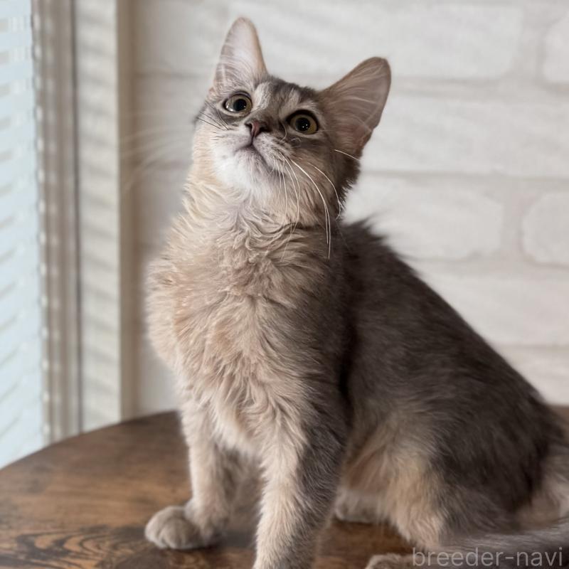 成約済の大阪府のソマリ-130321の9枚目