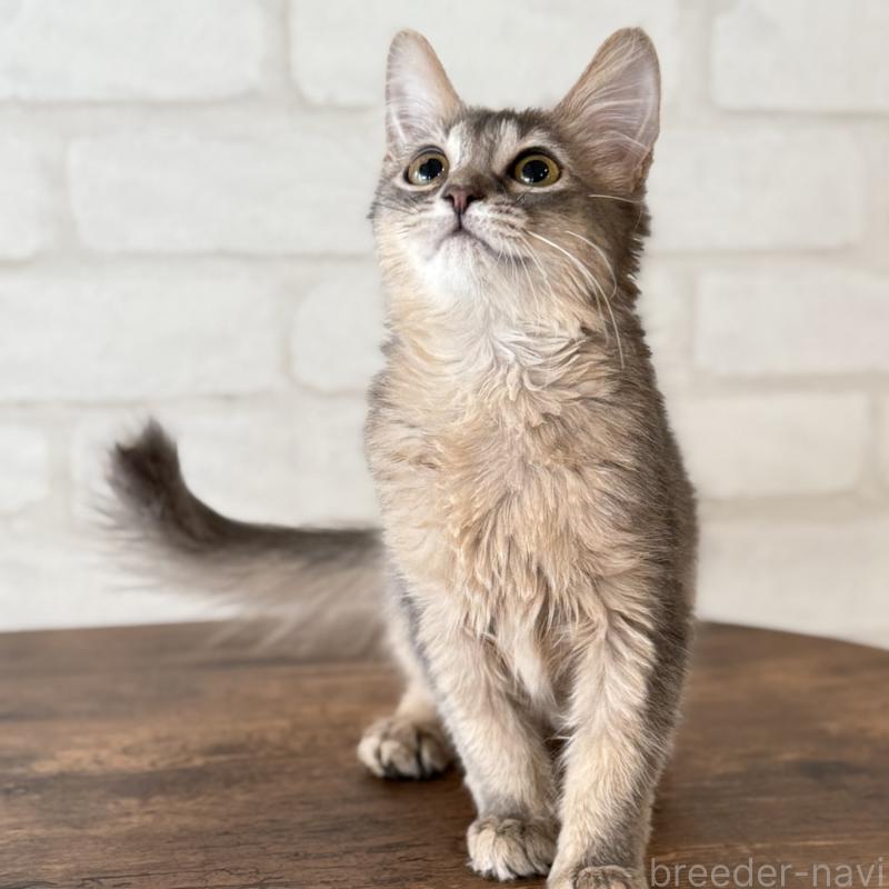 成約済の大阪府のソマリ-130321の8枚目