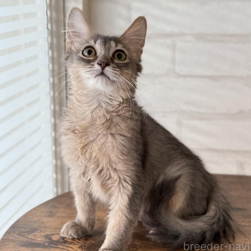 販売中の大阪府のソマリ-130321