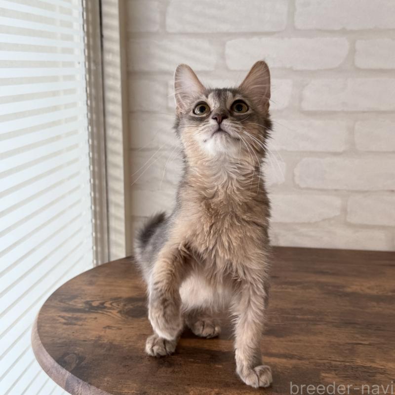 成約済の大阪府のソマリ-130321の7枚目