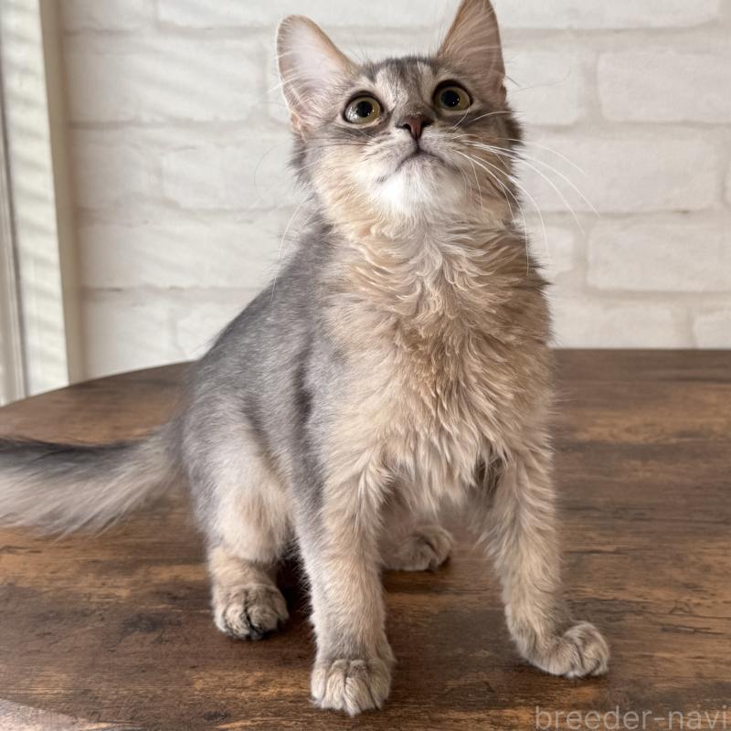 成約済の大阪府のソマリ-130321の6枚目