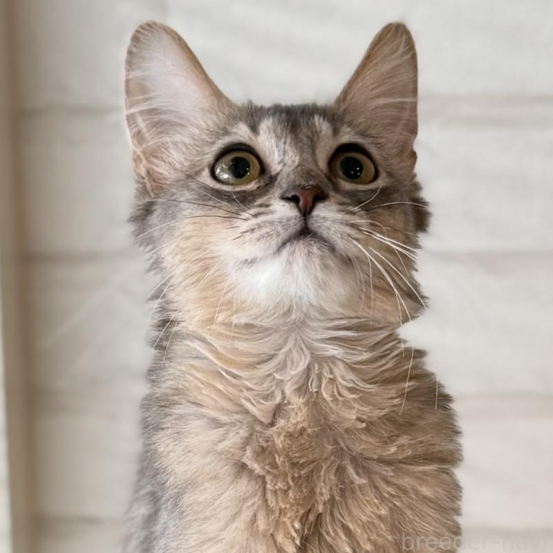 成約済の大阪府のソマリ-130321の3枚目