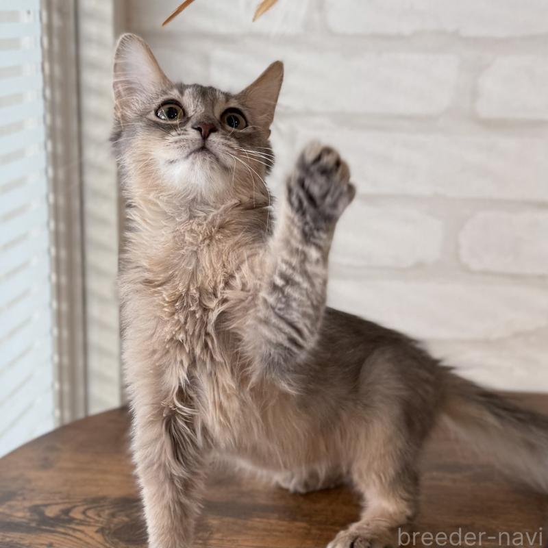 成約済の大阪府のソマリ-130321の2枚目