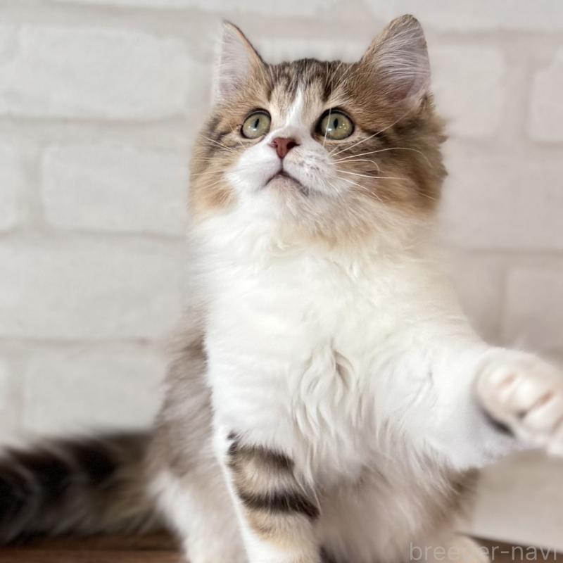 販売中の大阪府のマンチカン-129860の19枚目