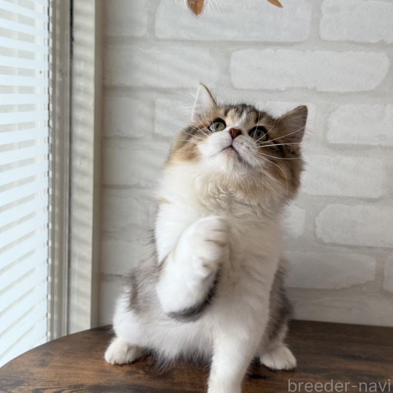 販売中の大阪府のマンチカン-129860の18枚目