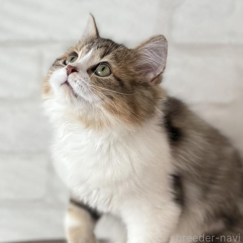 販売中の大阪府のマンチカン-129860の17枚目