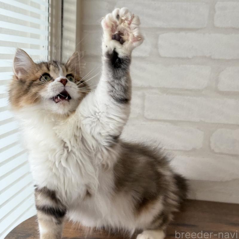 販売中の大阪府のマンチカン-129860の16枚目