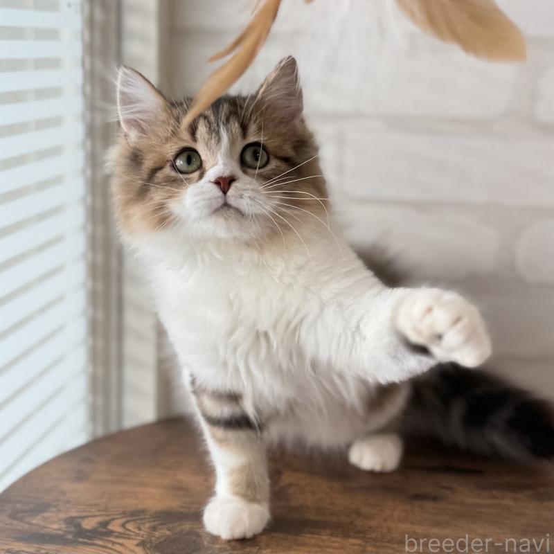 販売中の大阪府のマンチカン-129860の14枚目