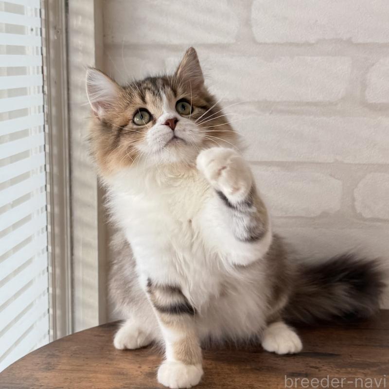 販売中の大阪府のマンチカン-129860の13枚目