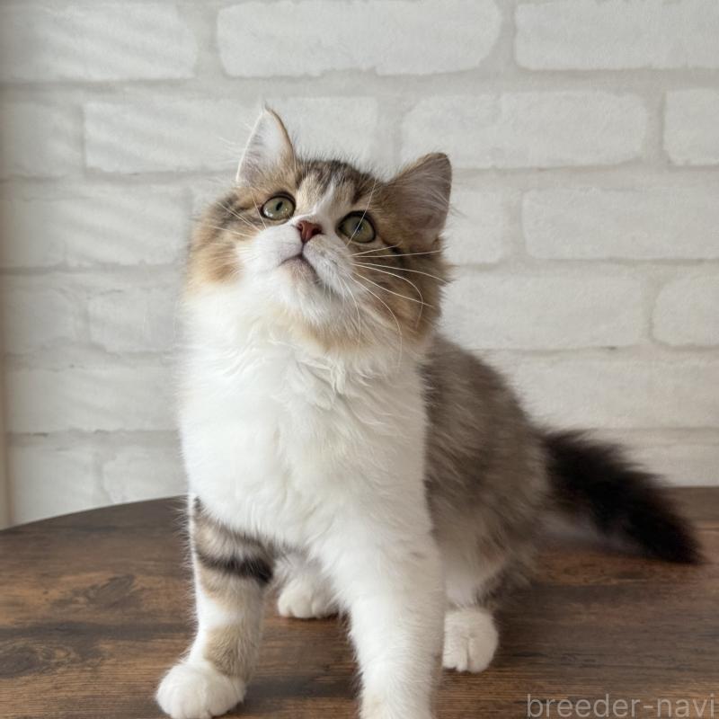 販売中の大阪府のマンチカン-129860の12枚目