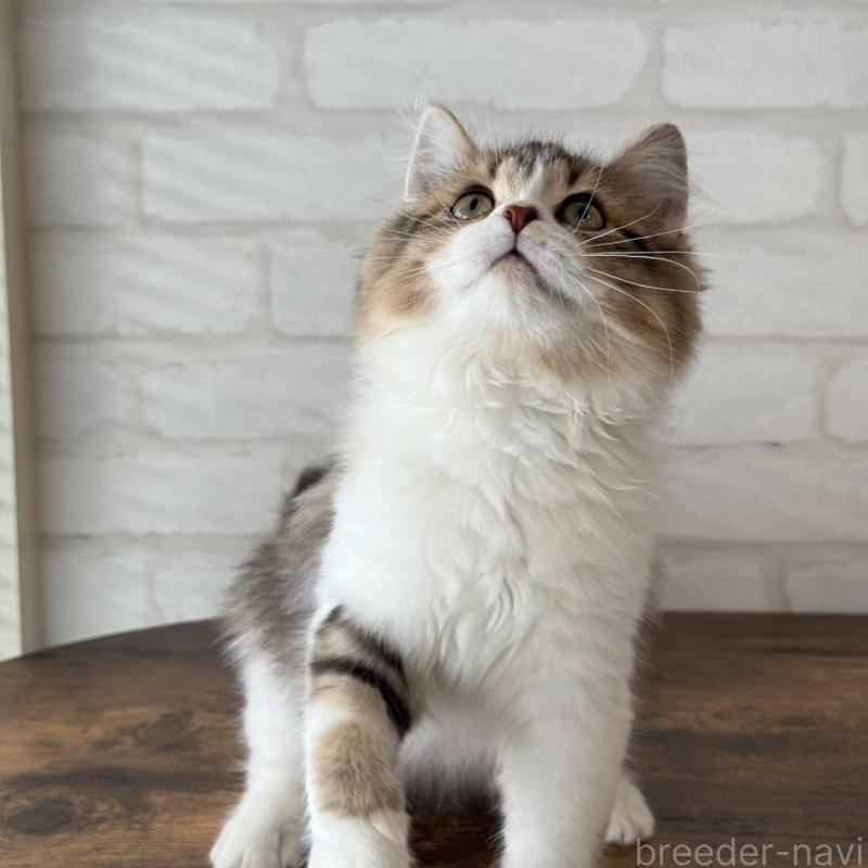 販売中の大阪府のマンチカン-129860の11枚目