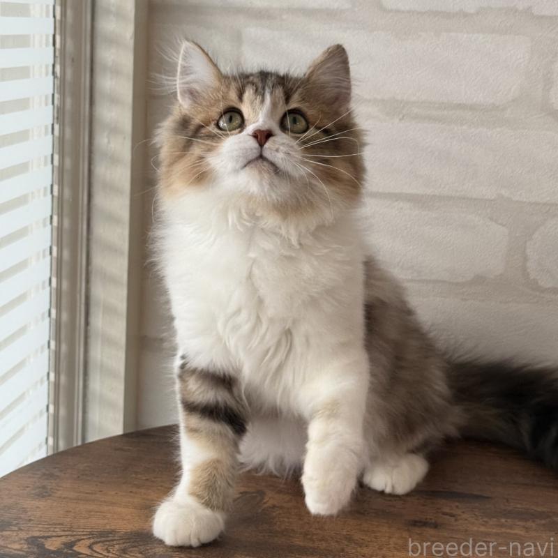 販売中の大阪府のマンチカン-129860の9枚目