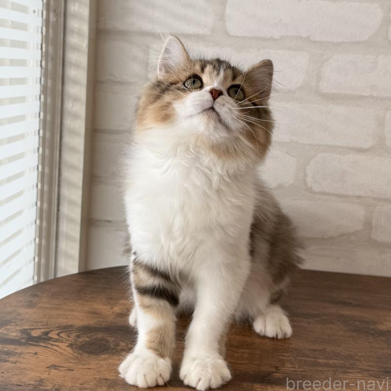 販売中の大阪府のマンチカン-129860の8枚目