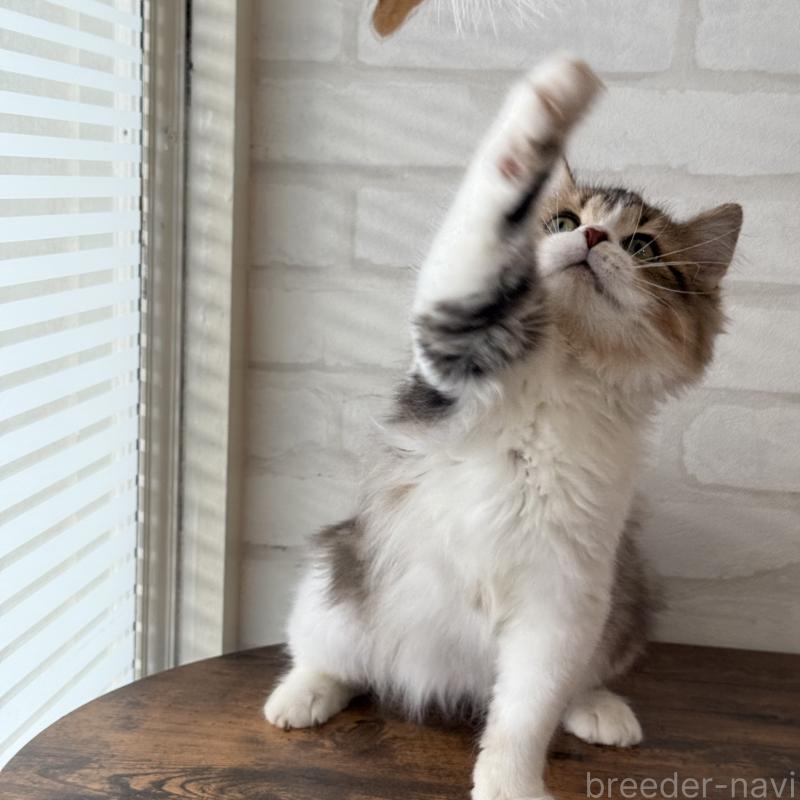 販売中の大阪府のマンチカン-129860の7枚目