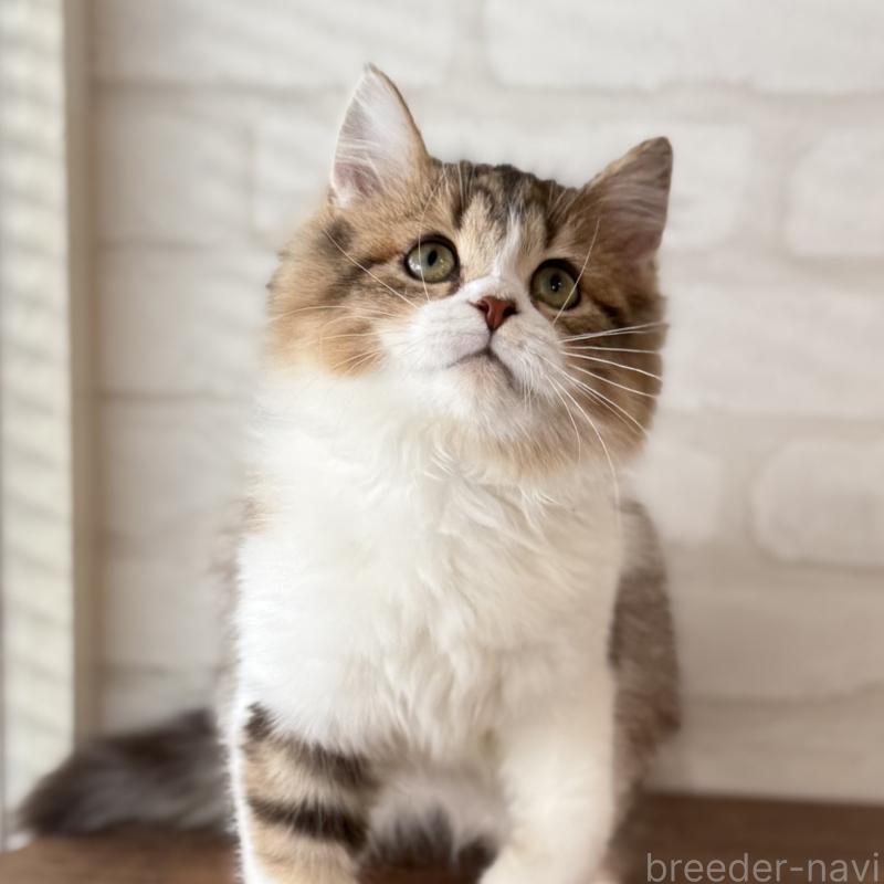 販売中の大阪府のマンチカン-129860の5枚目