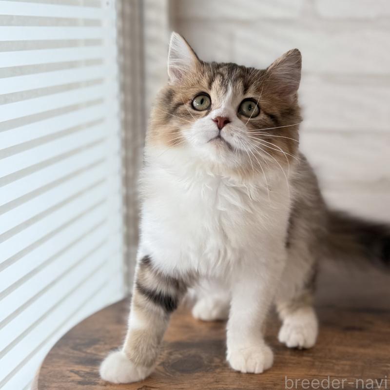 販売中の大阪府のマンチカン-129860の2枚目