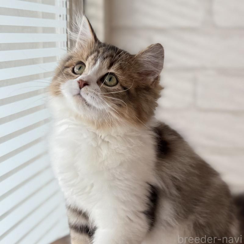 販売中の大阪府のマンチカン-129860