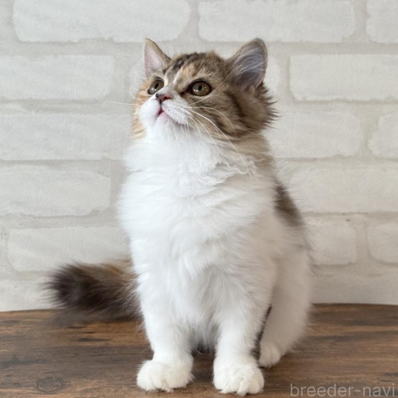 販売中の大阪府のマンチカン(短足)-130323の10枚目