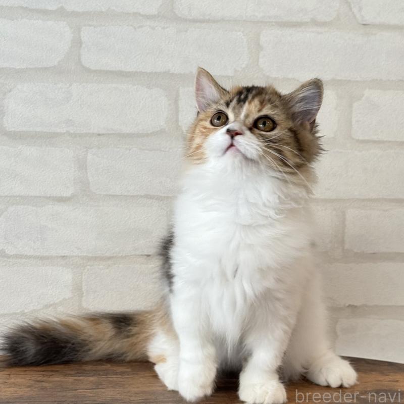 販売中の大阪府のマンチカン(短足)-130323