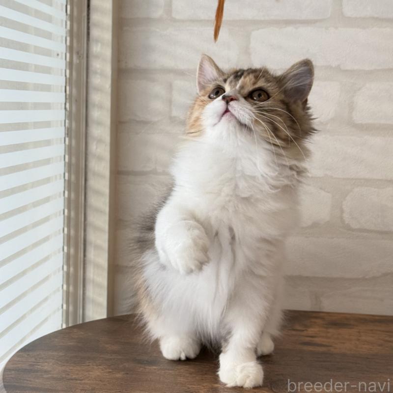 販売中の大阪府のマンチカン(短足)-130323の9枚目