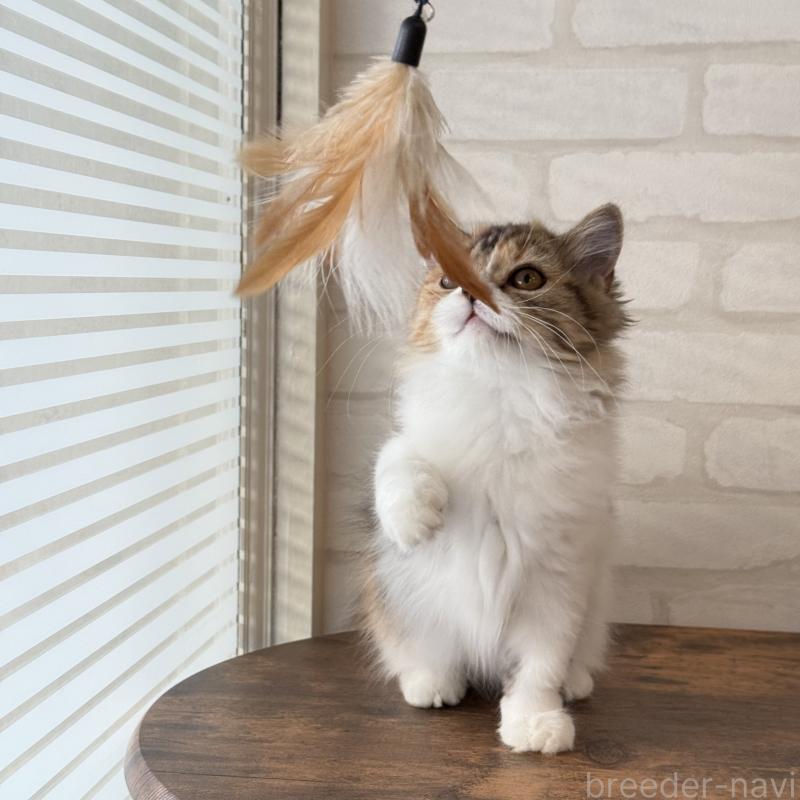 販売中の大阪府のマンチカン(短足)-130323の8枚目