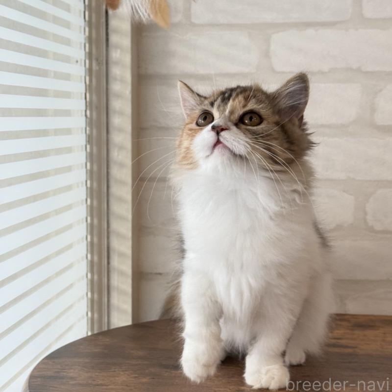 販売中の大阪府のマンチカン(短足)-130323の7枚目