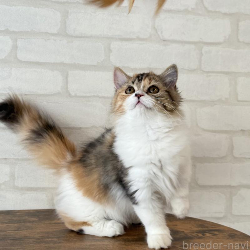 販売中の大阪府のマンチカン(短足)-130323の6枚目