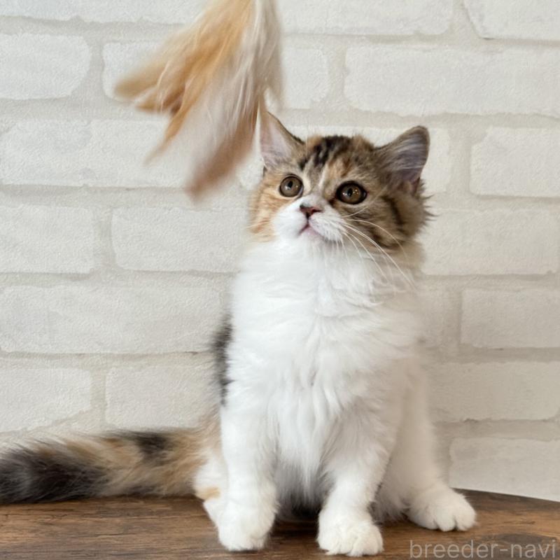 販売中の大阪府のマンチカン(短足)-130323の5枚目