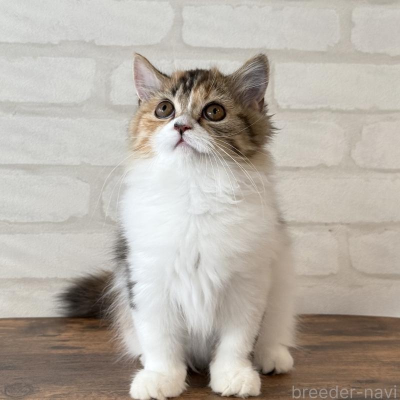 販売中の大阪府のマンチカン(短足)-130323の4枚目