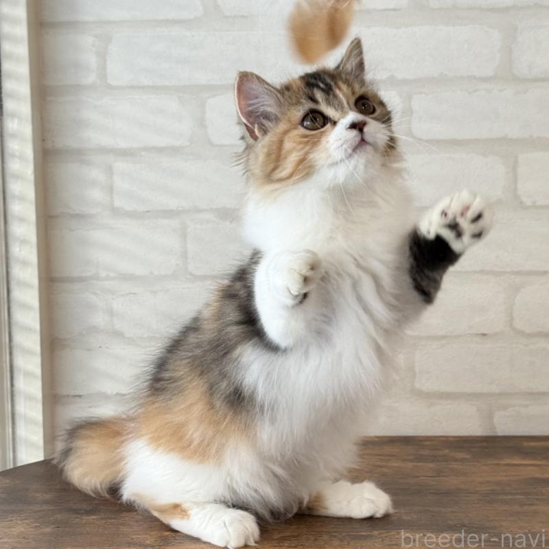 販売中の大阪府のマンチカン(短足)-130323の3枚目