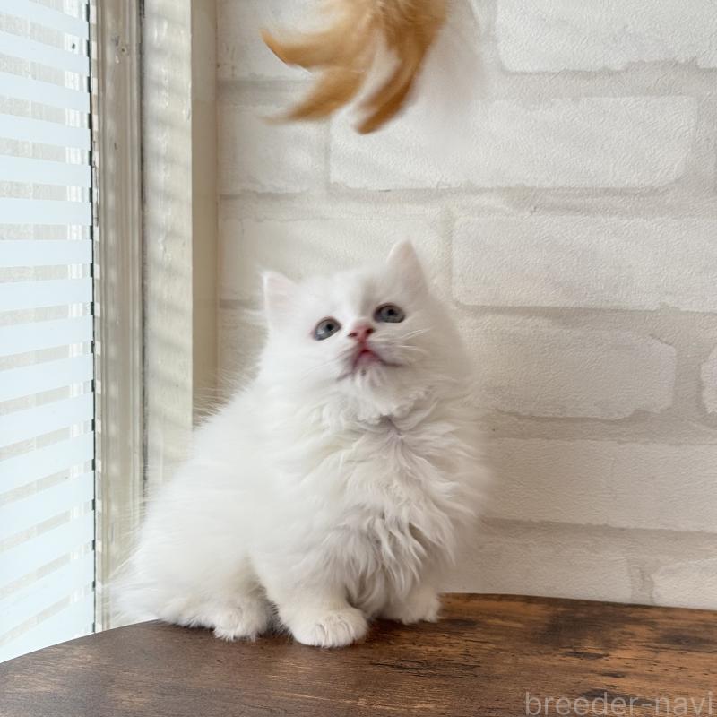 販売中の大阪府のマンチカン(短足)-130325の6枚目