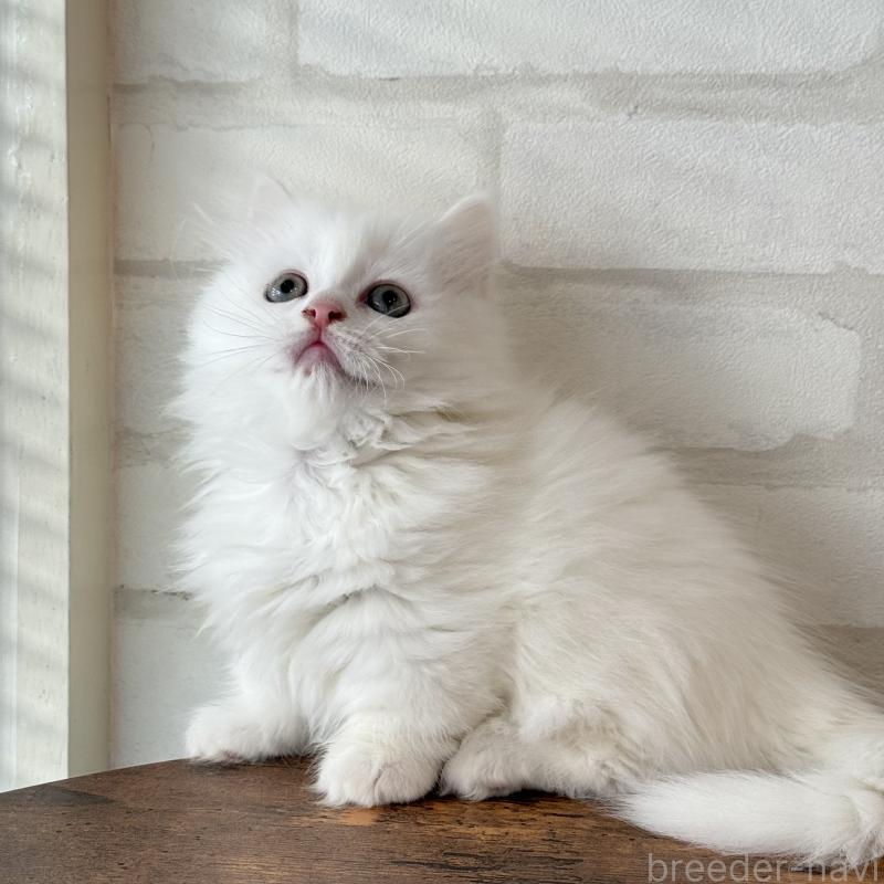 販売中の大阪府のマンチカン(短足)-130325の5枚目