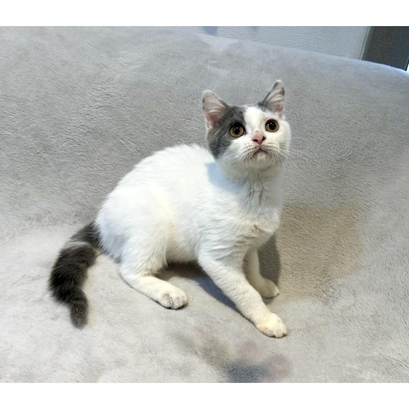 販売中の北海道のスコティッシュフォールド-131665の14枚目