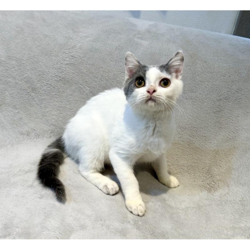 販売中の北海道のスコティッシュフォールド-131665の13枚目