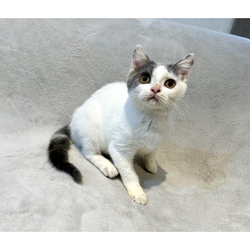 販売中の北海道のスコティッシュフォールド-131665の12枚目