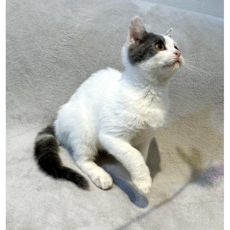 販売中の北海道のスコティッシュフォールド-131665の11枚目