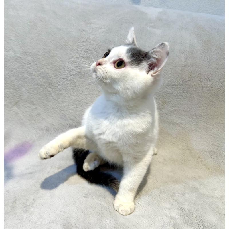 販売中の北海道のスコティッシュフォールド-131665の10枚目