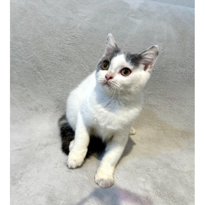 販売中の北海道のスコティッシュフォールド-131665の9枚目