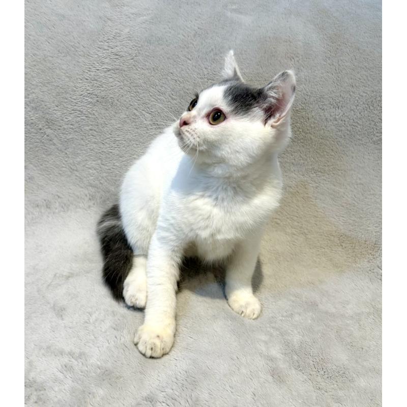 販売中の北海道のスコティッシュフォールド-131665の8枚目