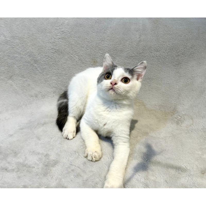 販売中の北海道のスコティッシュフォールド-131665の7枚目