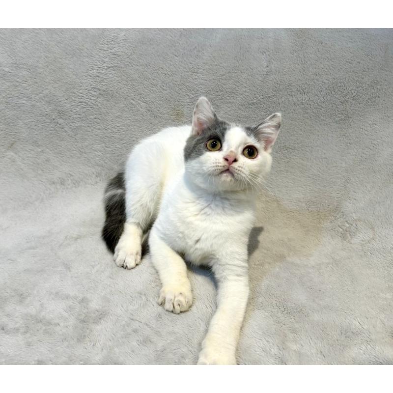 販売中の北海道のスコティッシュフォールド-131665の6枚目