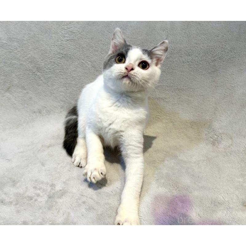 販売中の北海道のスコティッシュフォールド-131665の5枚目