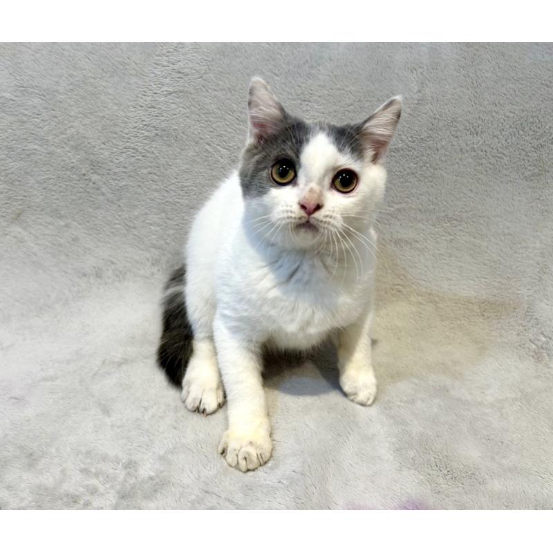 販売中の北海道のスコティッシュフォールド-131665の4枚目