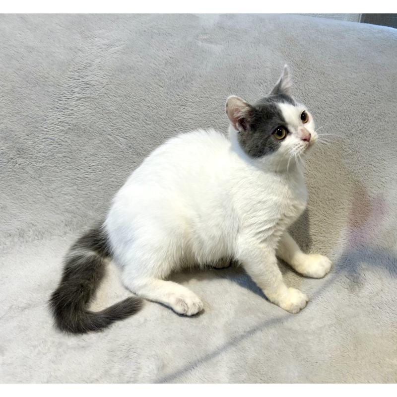 販売中の北海道のスコティッシュフォールド-131665の3枚目