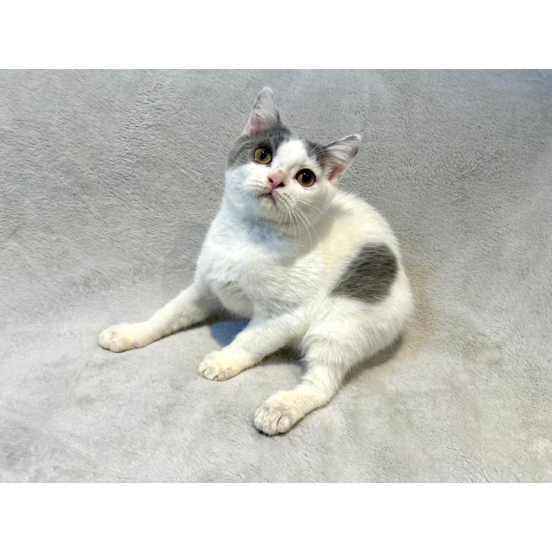 販売中の北海道のスコティッシュフォールド-131665の2枚目