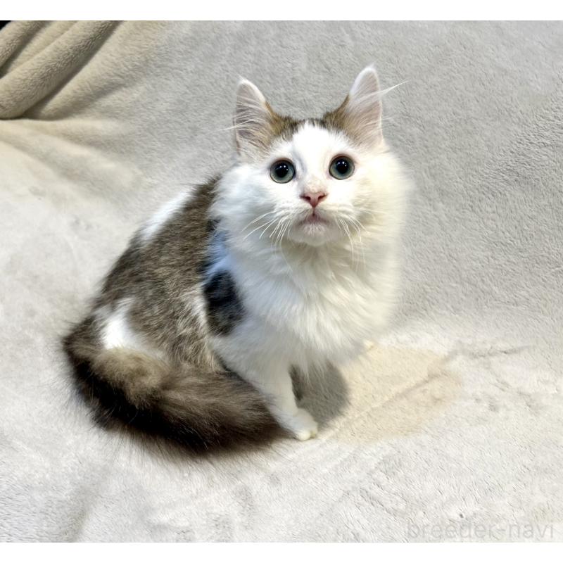 販売中の北海道のミックス-131666の16枚目