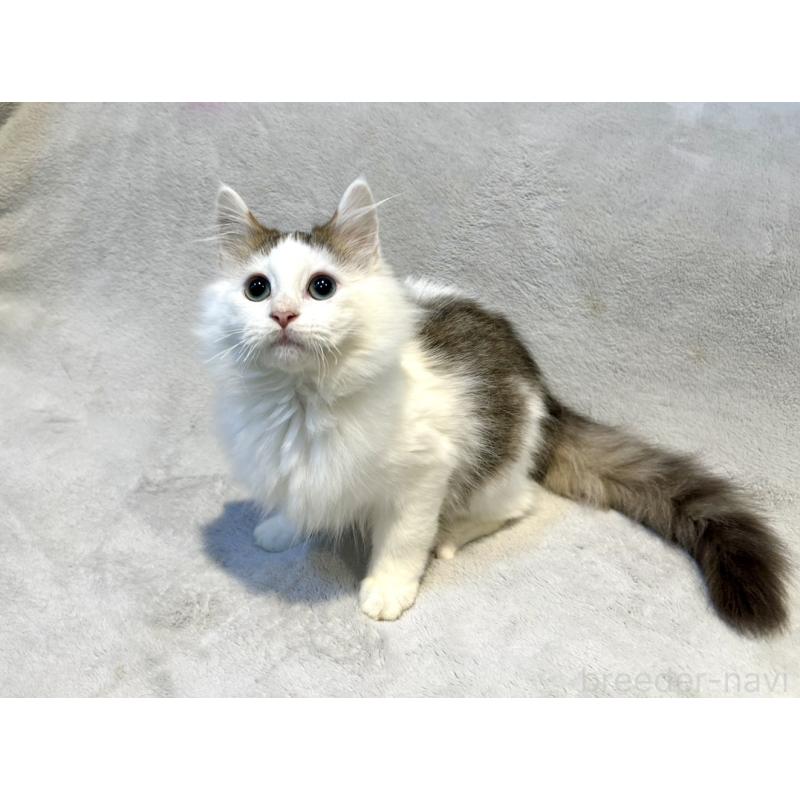 販売中の北海道のミックス-131666の15枚目