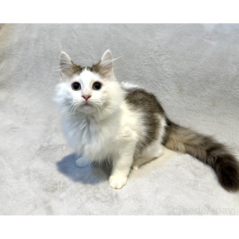 販売中の北海道のミックス-131666の14枚目