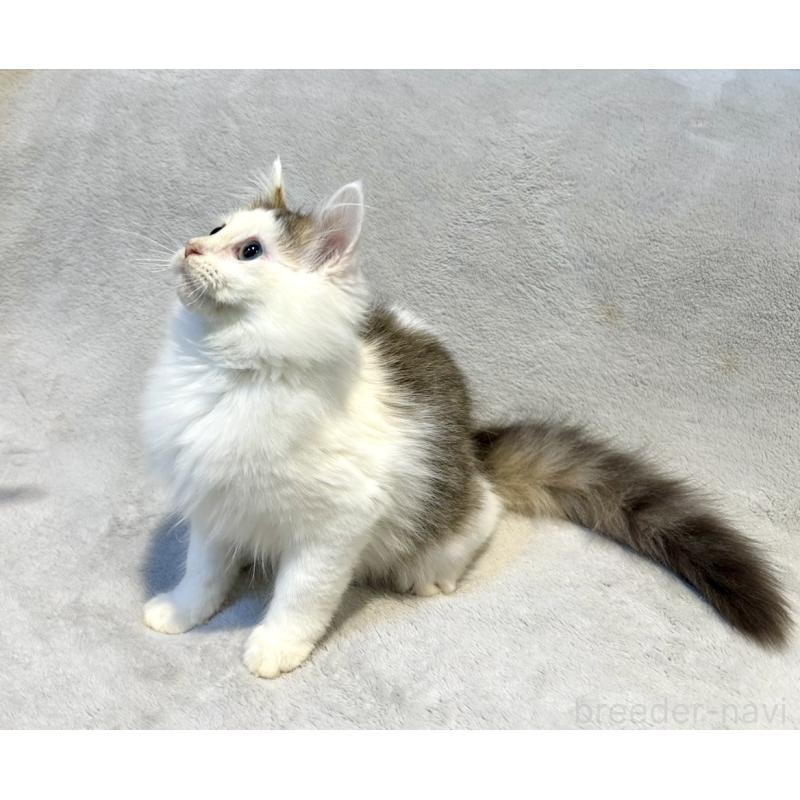 販売中の北海道のミックス-131666の13枚目