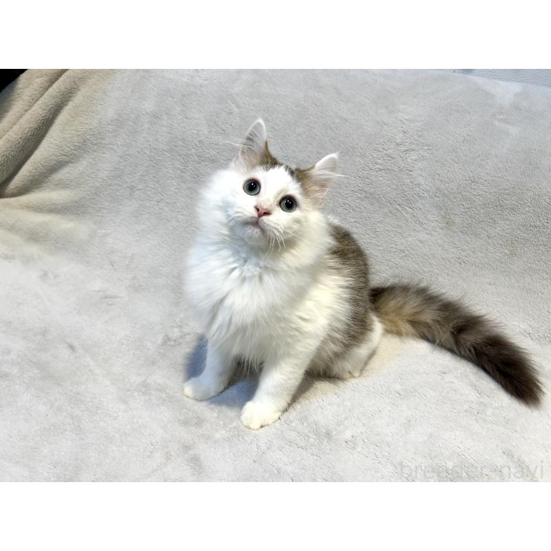 販売中の北海道のミックス-131666の12枚目